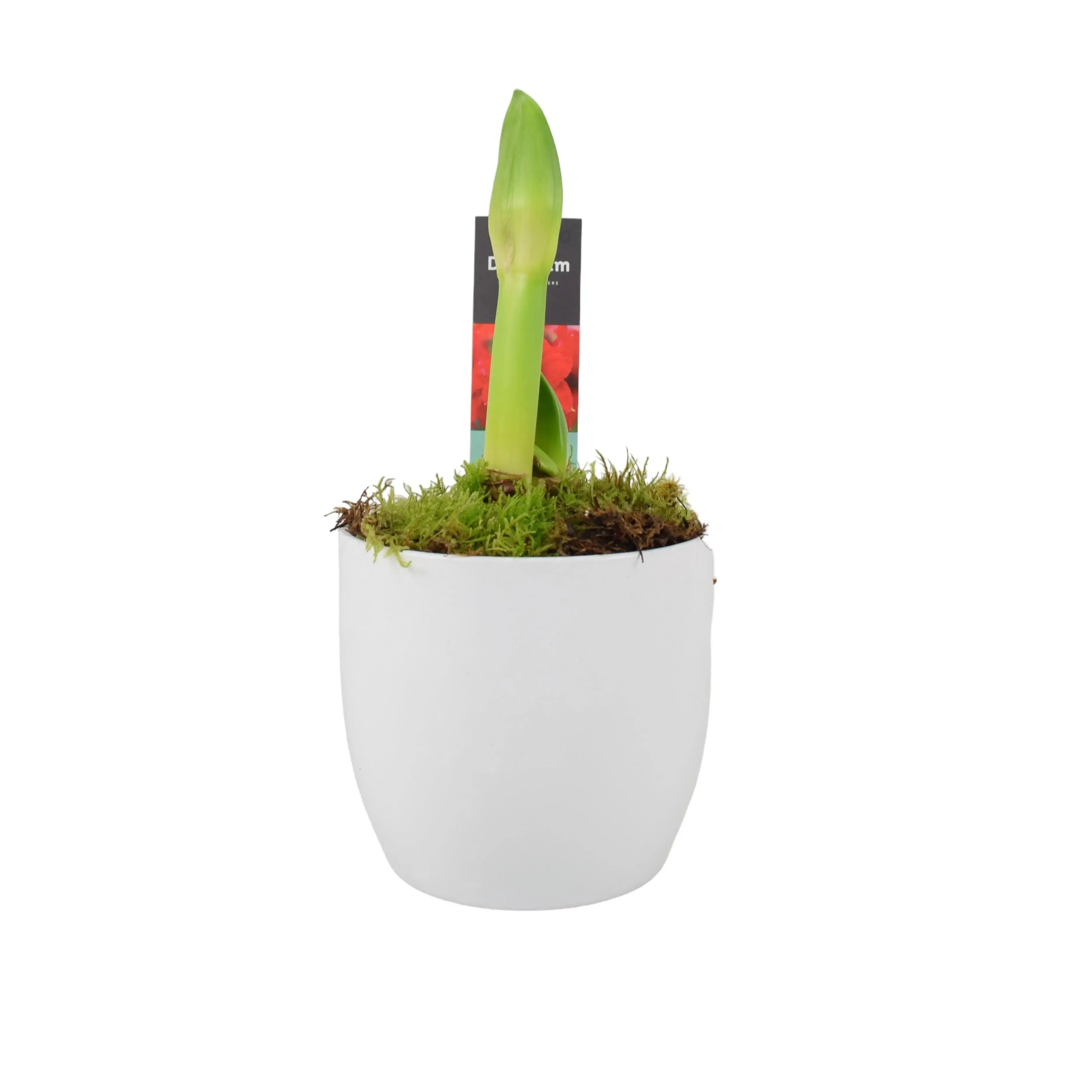 Amaryllis Red In 12cm