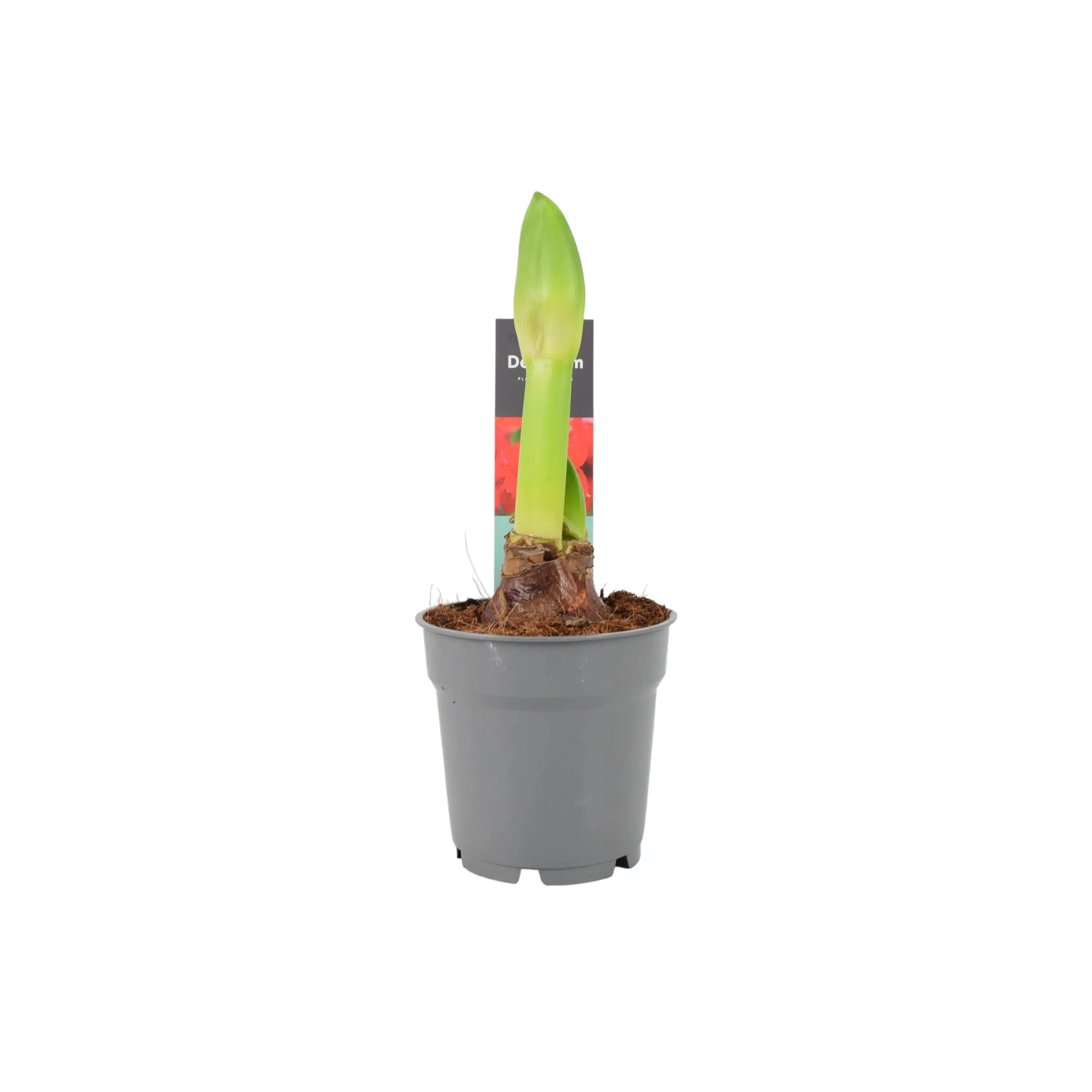 Amaryllis Red In 12cm