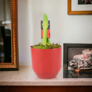 Amaryllis Red In 12cm