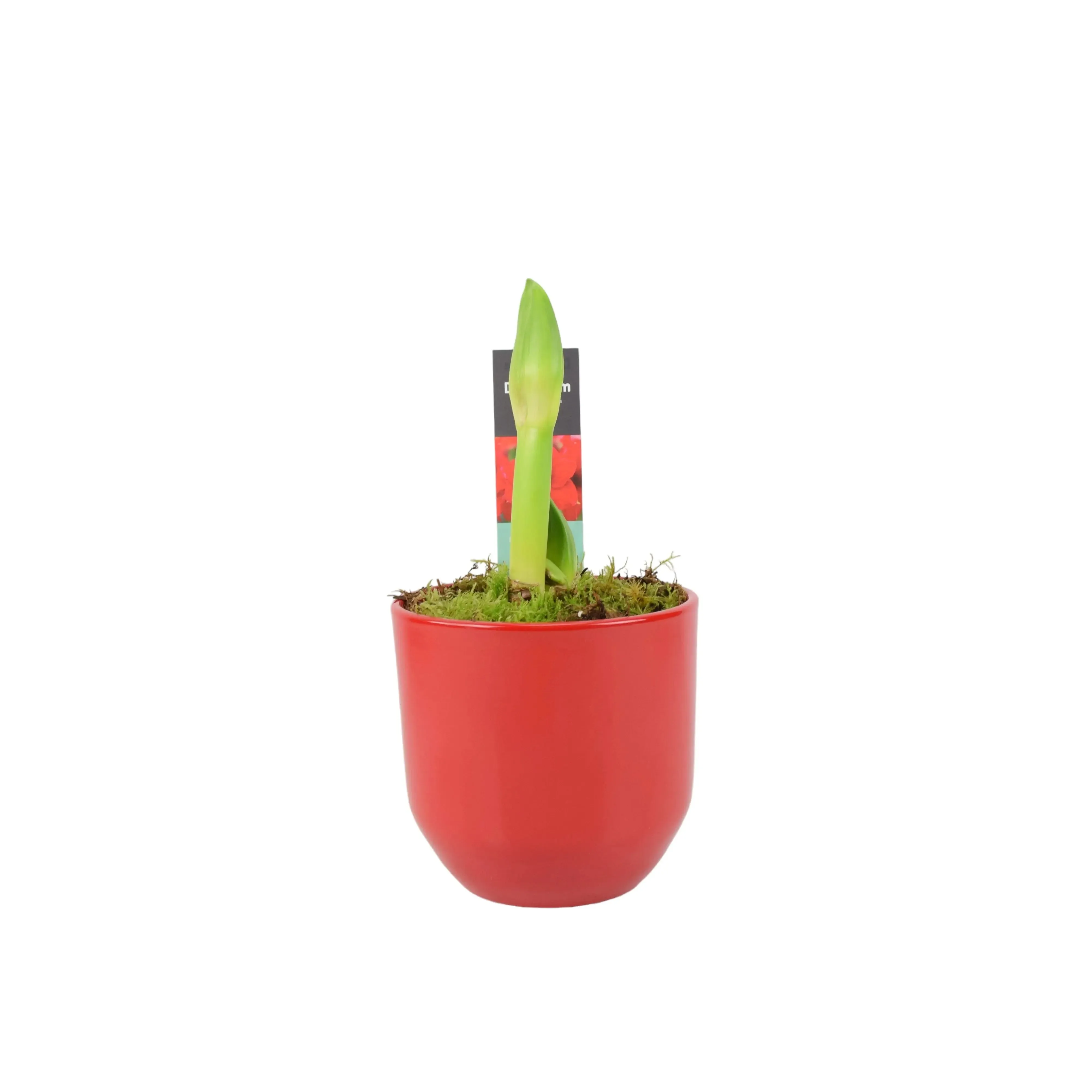Amaryllis Red In 12cm
