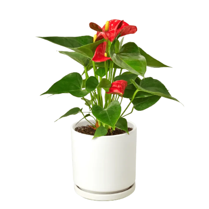 Anthurium 'Red'